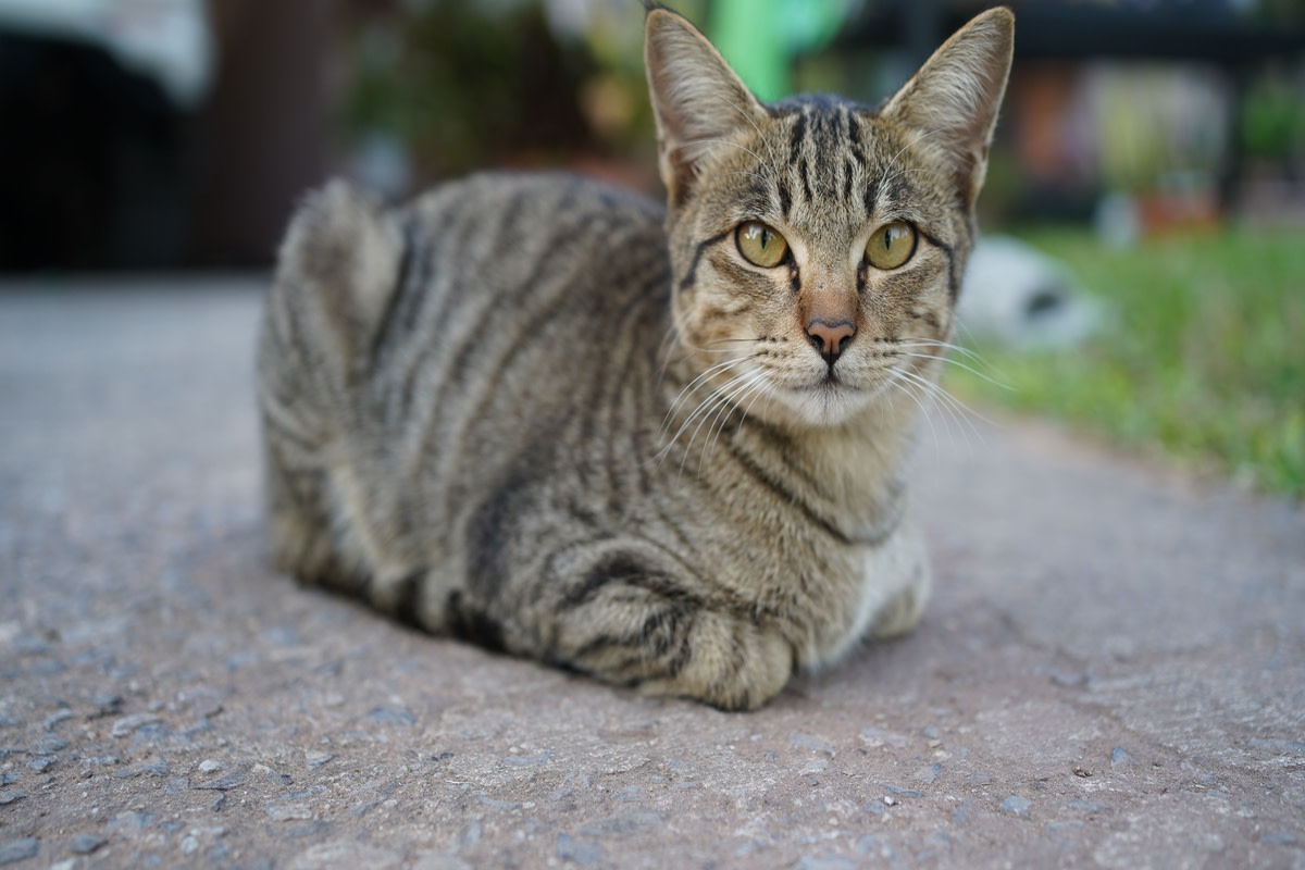 Stray Cat Interrupts Woman’s Zoom Call With Hilarious ‘second Breakfast 