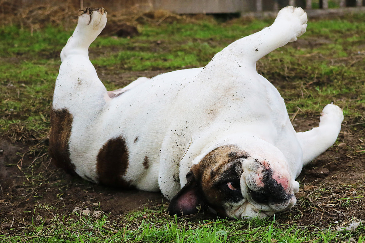 English Bulldog Rolls Over with Joy Upon Seeing Her Human Best Friend ...