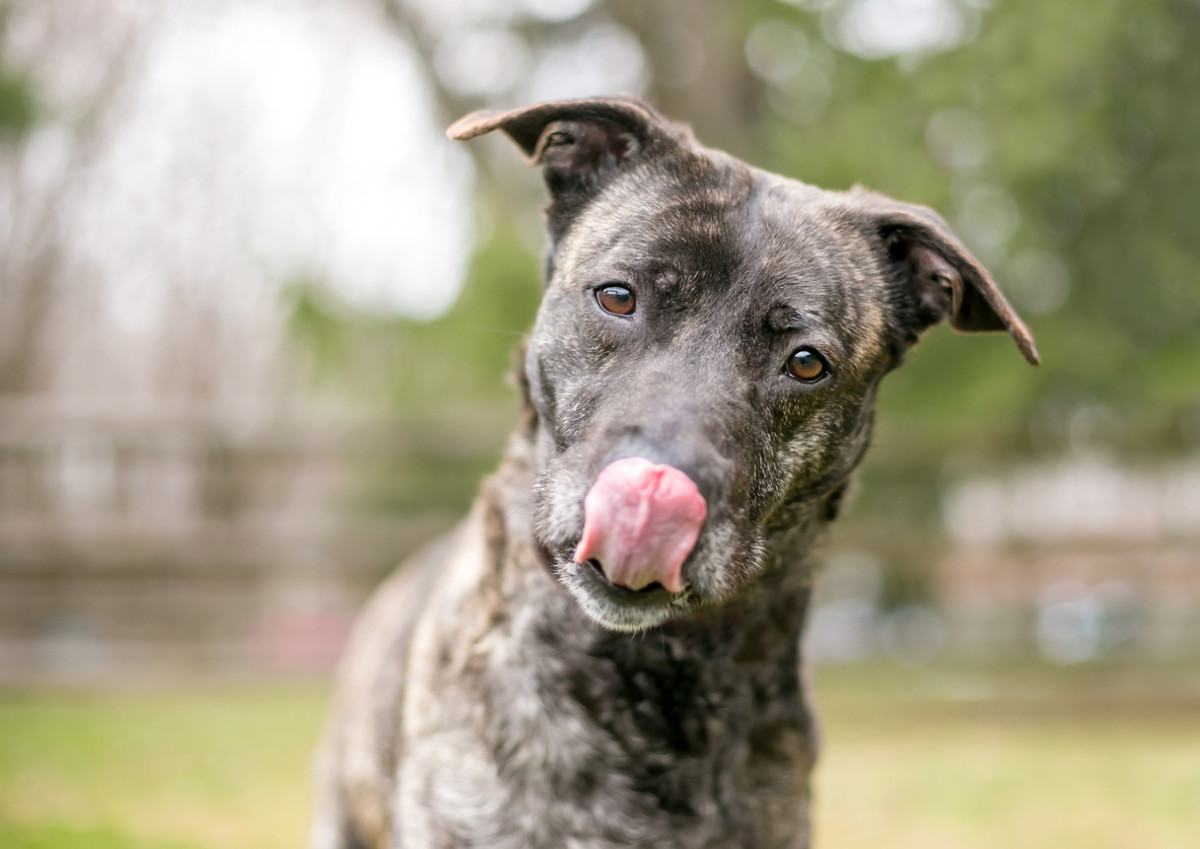 30 Brindle Dogs With Beautiful Coats Parade Pets