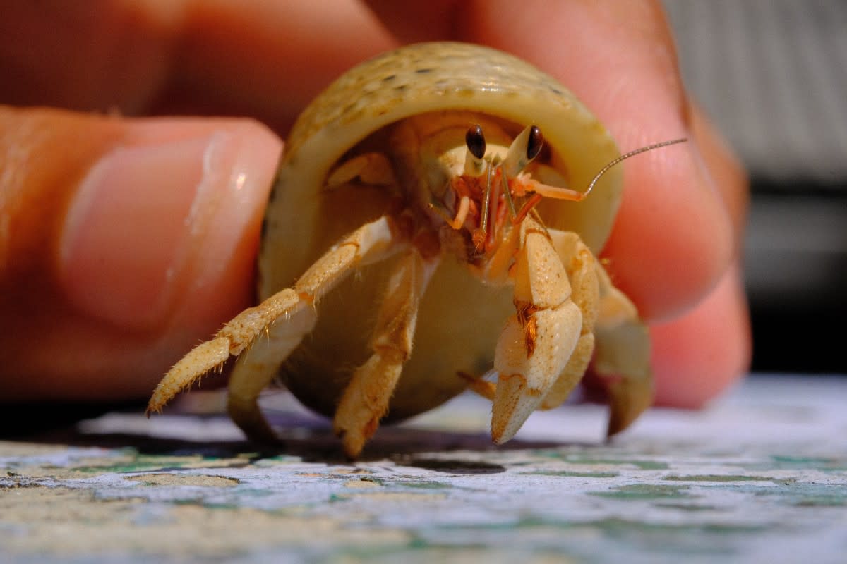 pet hermit crab