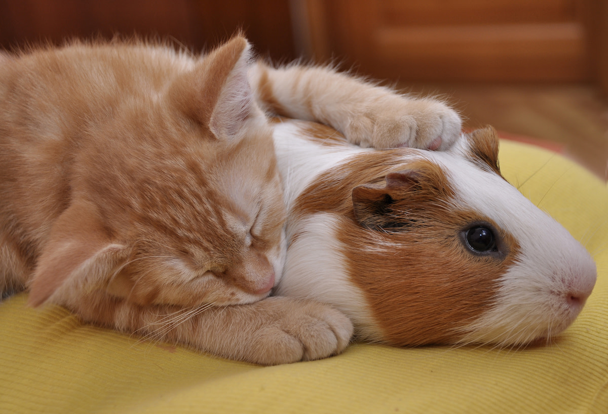 Do fashion cats like guinea pigs