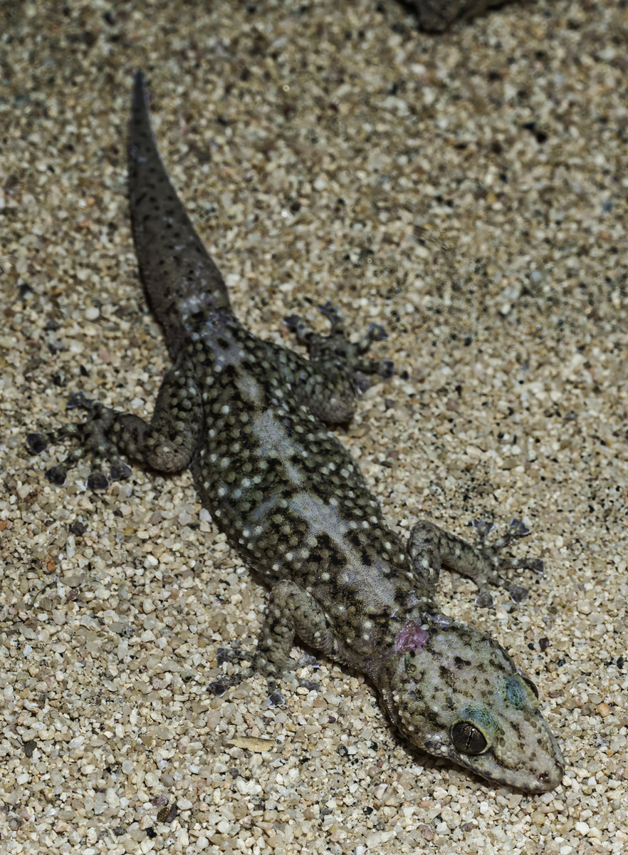 Xantus Leaf-Toed Gecko