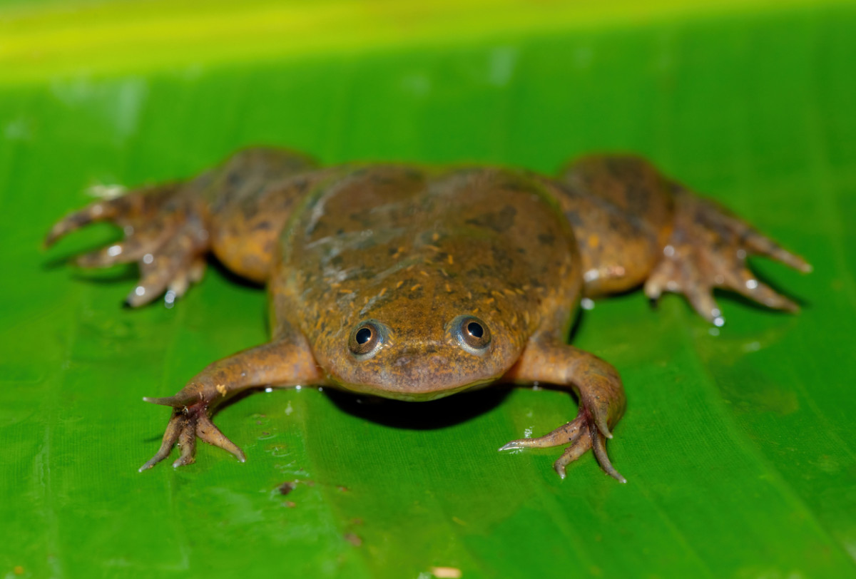 Xenopus