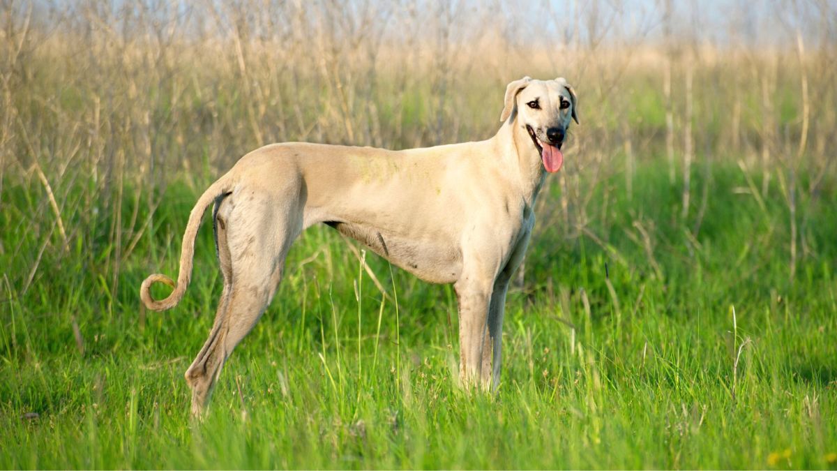 50 Large Dog Breeds Full of Big Love - Parade Pets