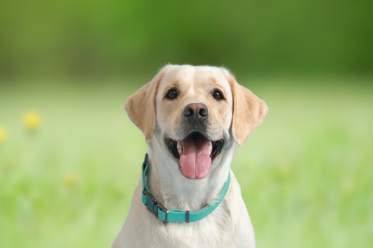 Story of Labrador Who Got Adopted by Chasing Down Doggy Day Care Bus Is ...