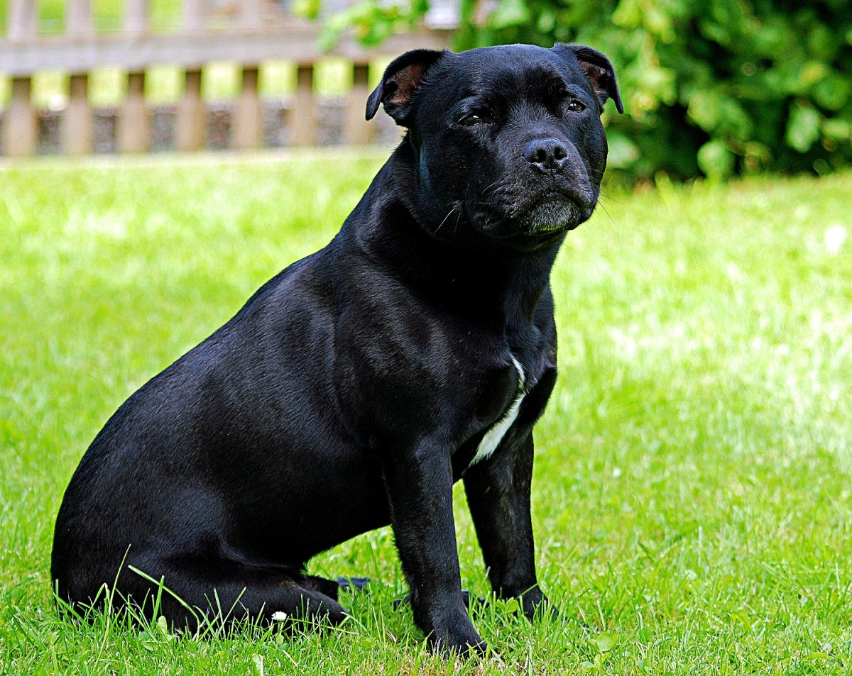 25 Popular Black Dog Breeds Big and Small Parade Pets