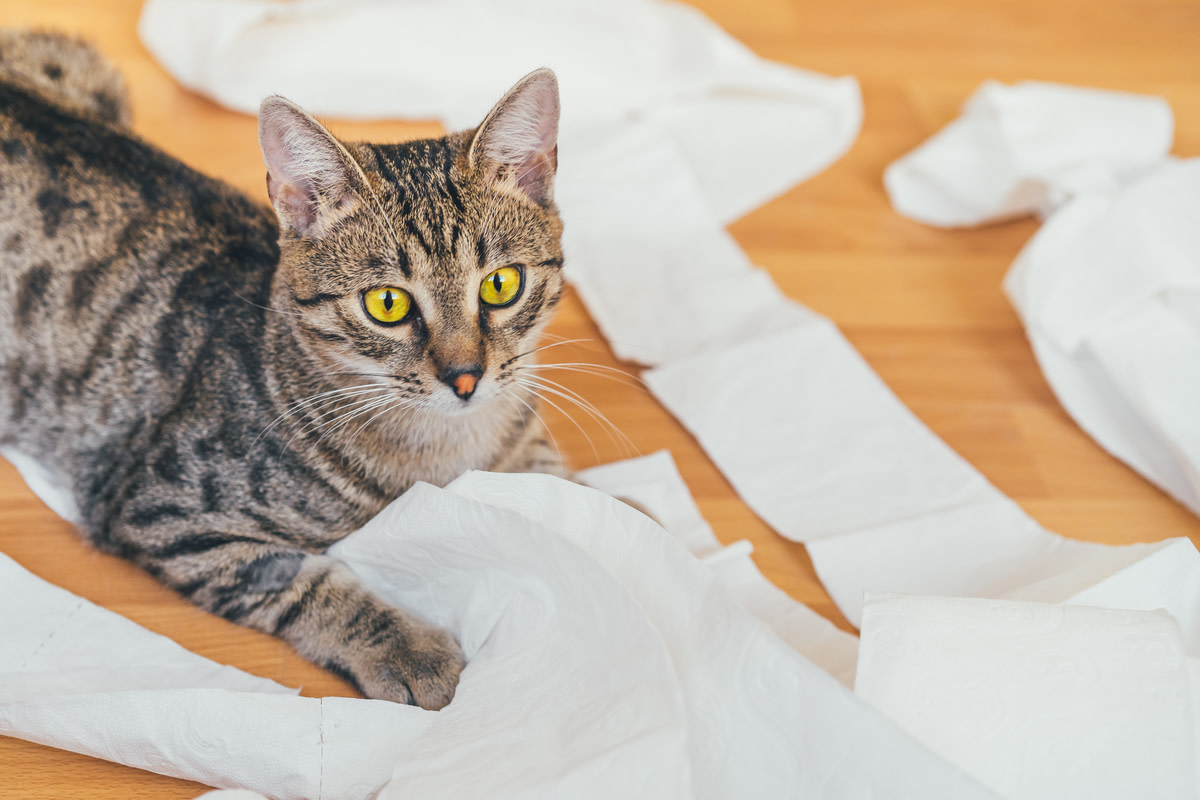 Cat Discovers the Joys of Toilet Paper and Has an Absolute Field Day
