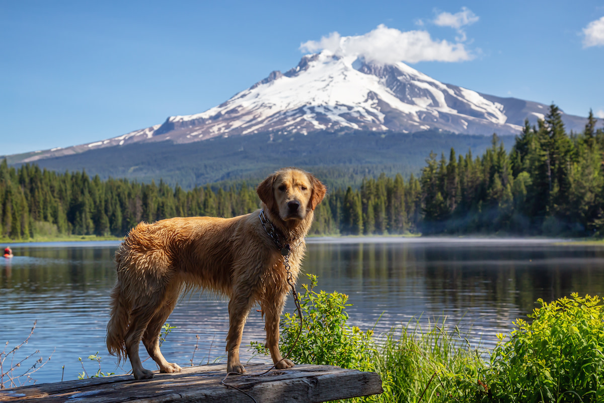 New List of Top Dog-Friendly States Comes with a Few Surprises - Parade ...