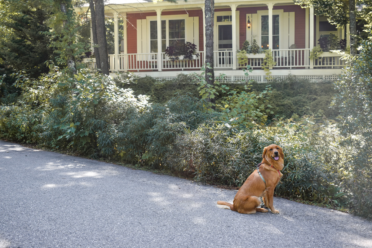 Hidden Pond Resort in Maine Introduces DogFriendly Cottages Parade Pets