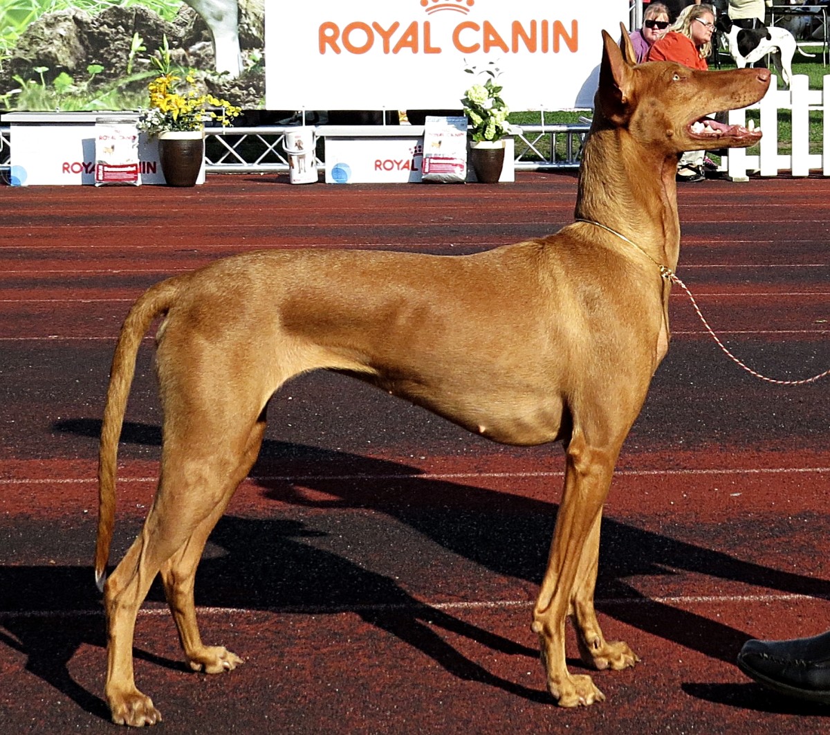 30+ Hound Dog Breeds Parade Pets