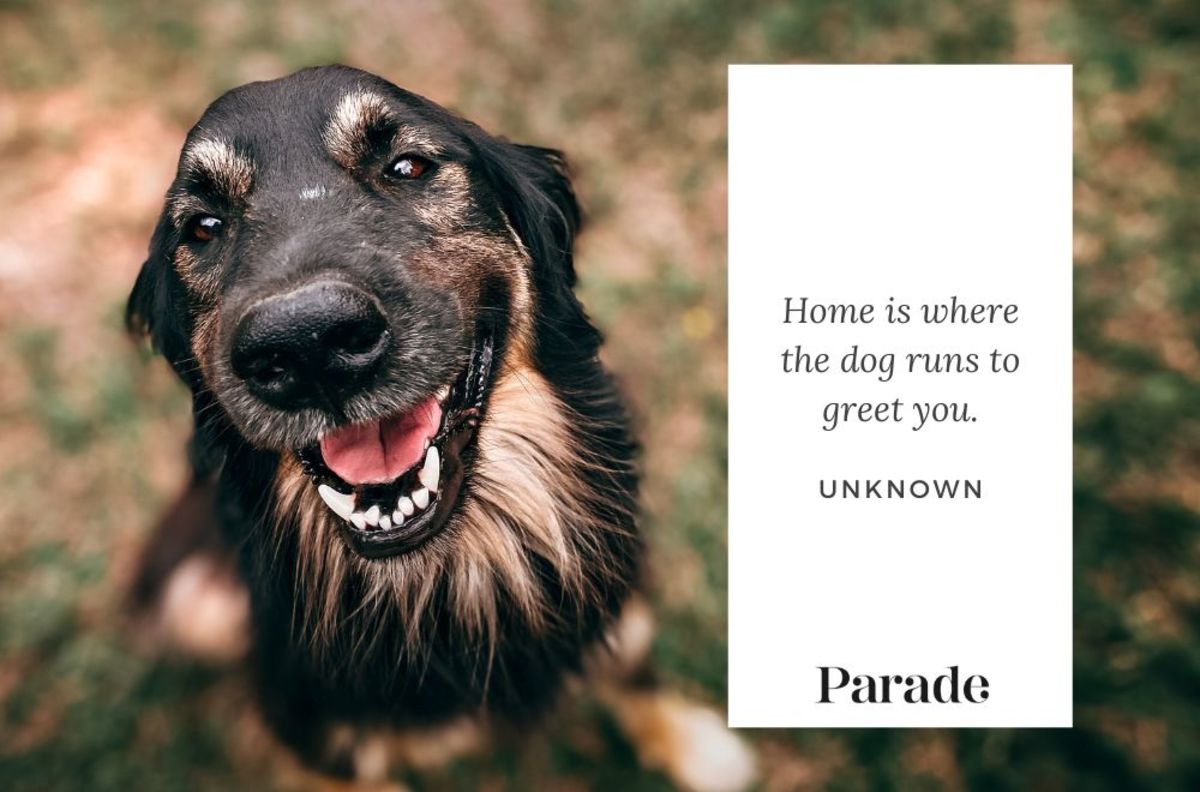 280 Best Dog Quotes About Their Love & Loyalty - Parade Pets