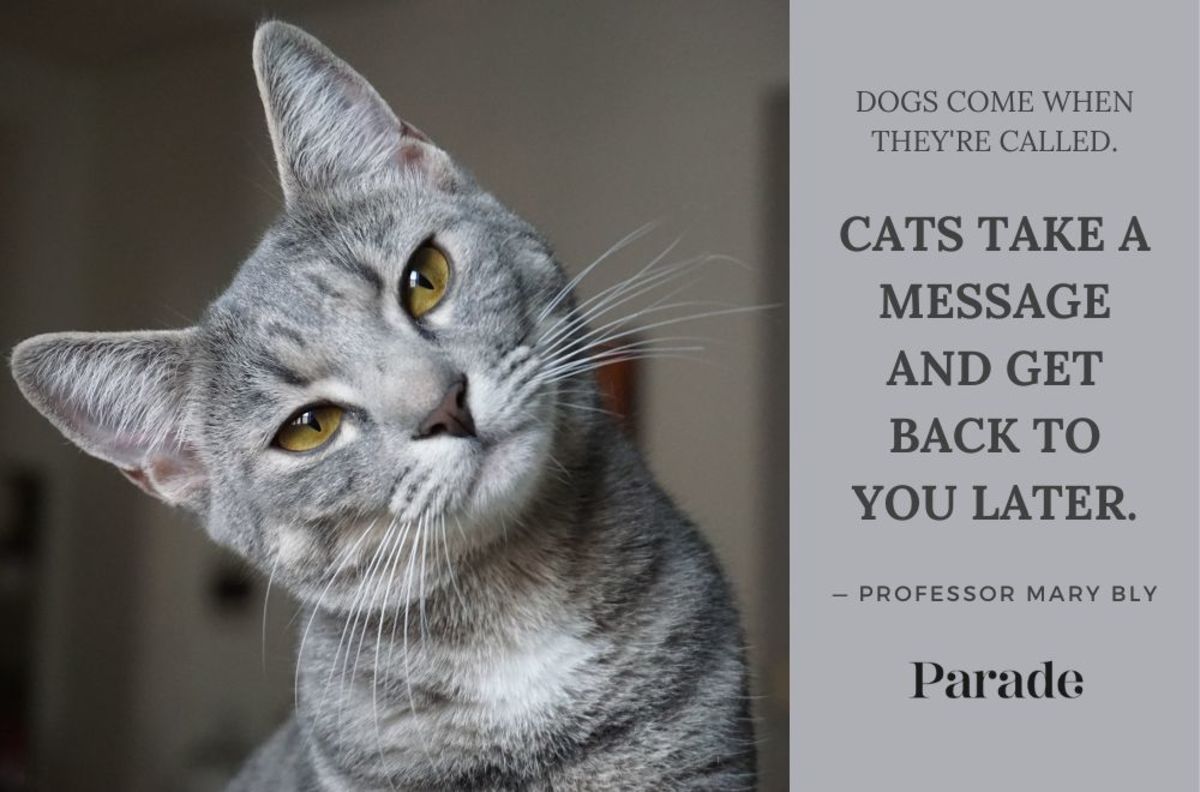 105 Cat Quotes Every Feline Fan Will Like