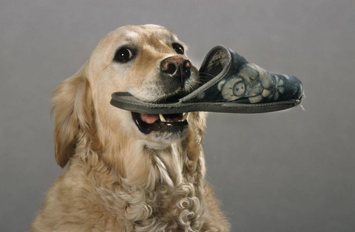 Why Do Dogs Take Shoes? Understanding Your Pup's Quirky Behavior