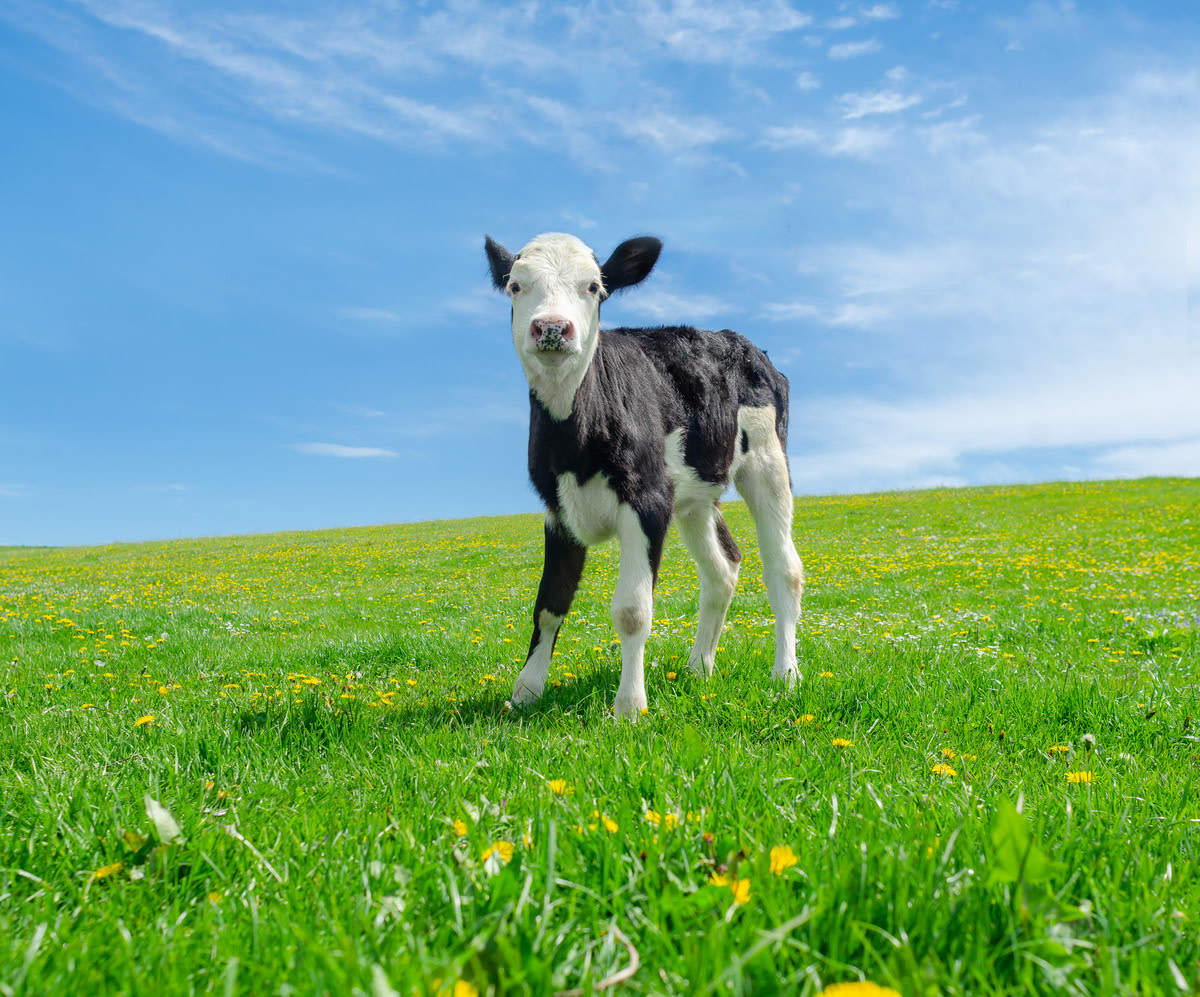 Sweet Baby Cow Taking in the Sun Is Just So Pure - Parade Pets