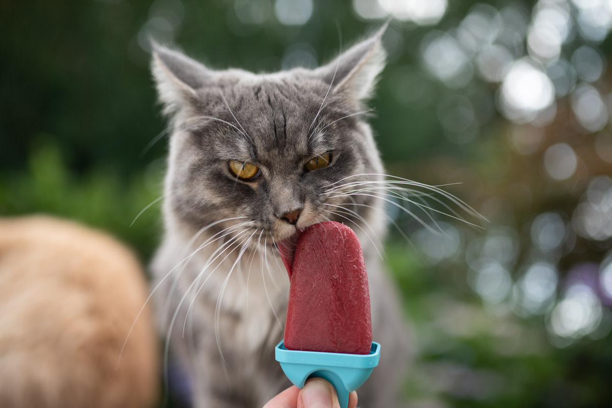 Cats on sale licking ice