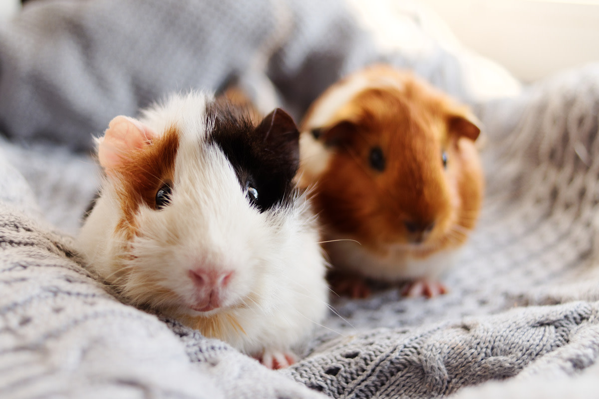 guinea pigs sitting on blanket