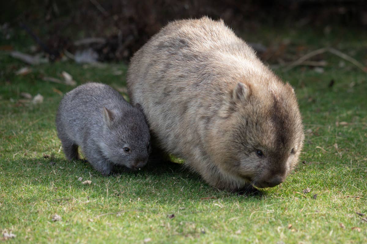 Baby Wombat Pet Baby Wombat Pet