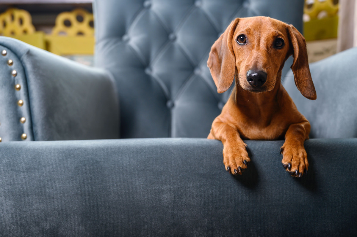 Naughty Dachshund Puppy’s Disaster Is One for the Records Books ...