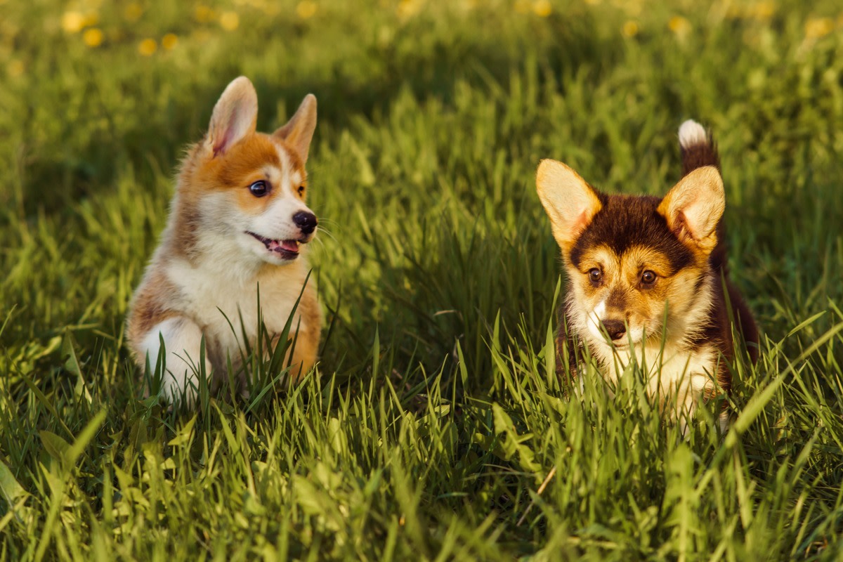 Corgi's Reaction to His New Puppy Sister Is an Absolute Gem - Parade Pets