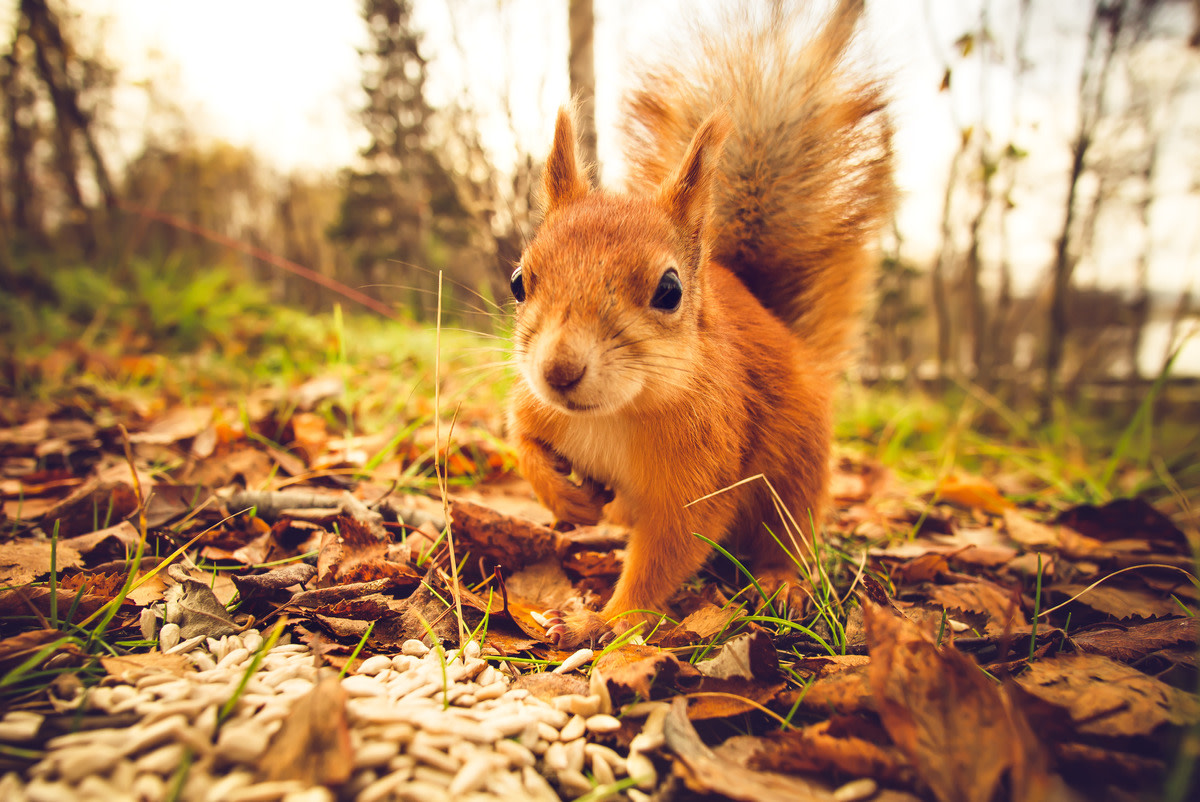 Pet Squirrel’s Adorable Zoomies Have His Parents Cracking Up Parade Pets