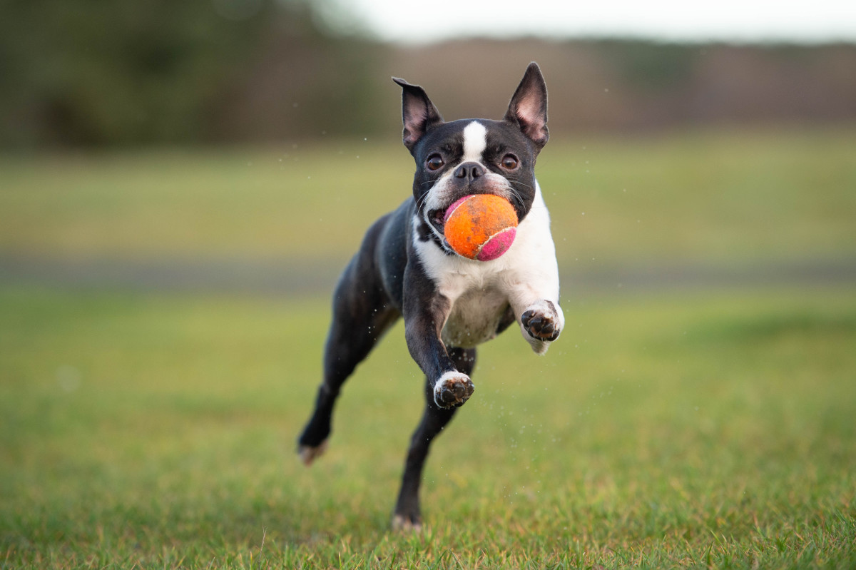 Running with hot sale boston terrier