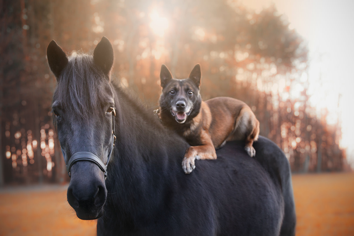 Horse mates with store dog