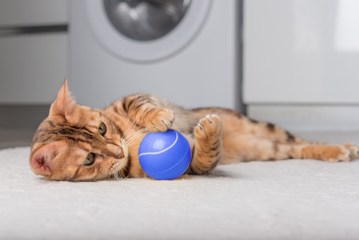 Cats' On-Point Reaction to Watching the U.S. Open Is Too Funny - Parade ...