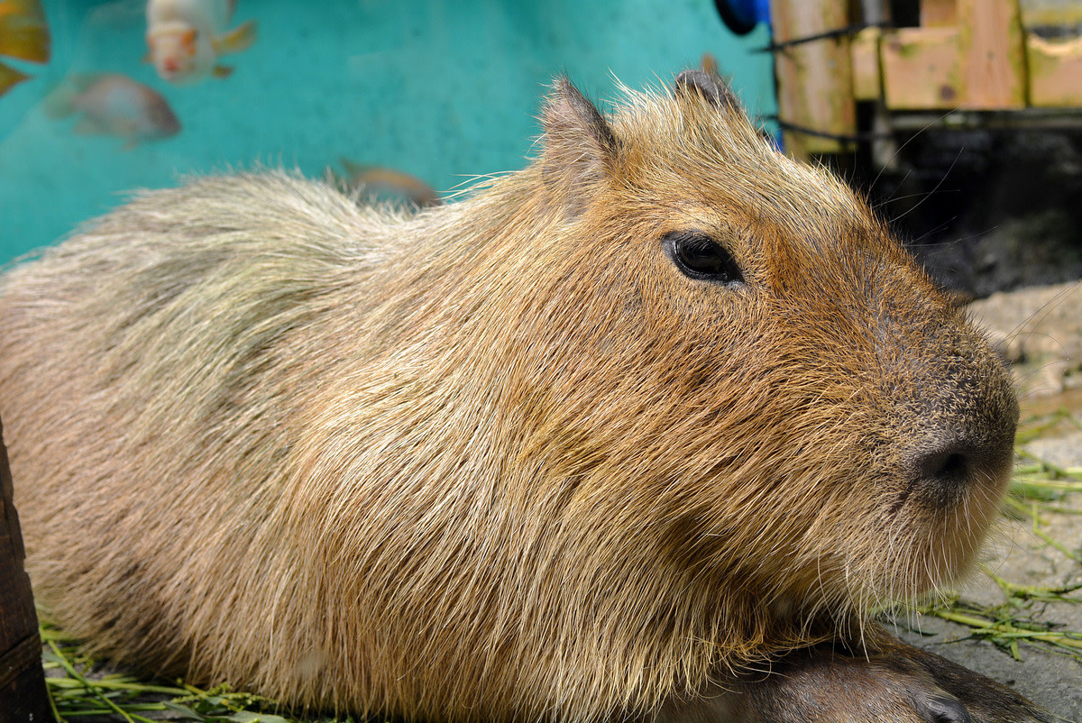 Capybara  San Diego Zoo Animals & Plants