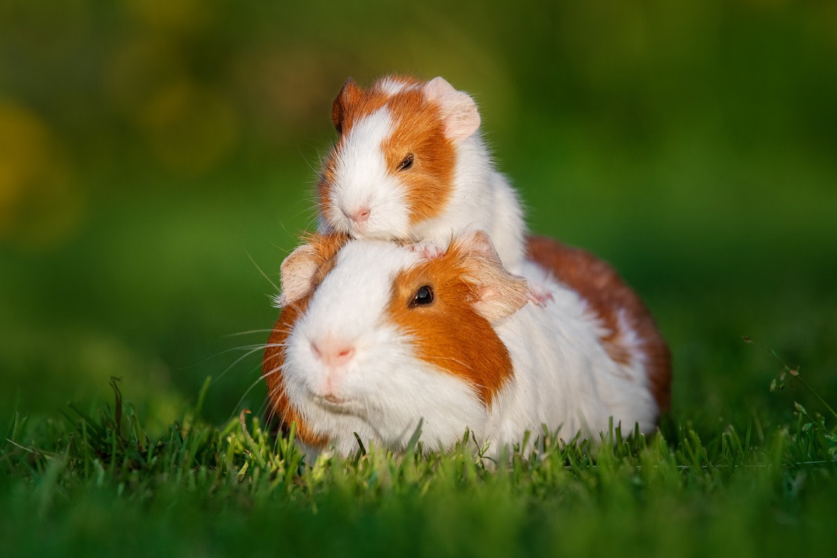 Newborn Guinea Pig’s First Squeaks Are Way Too Cute to Miss - Parade Pets