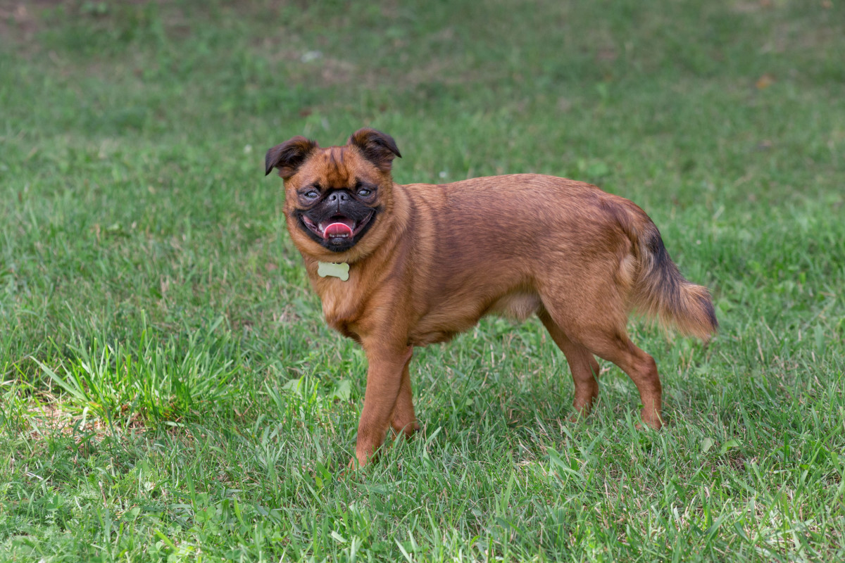 Little Dog Hiding Secret in His Mouth Is Too Funny to Handle - Parade Pets