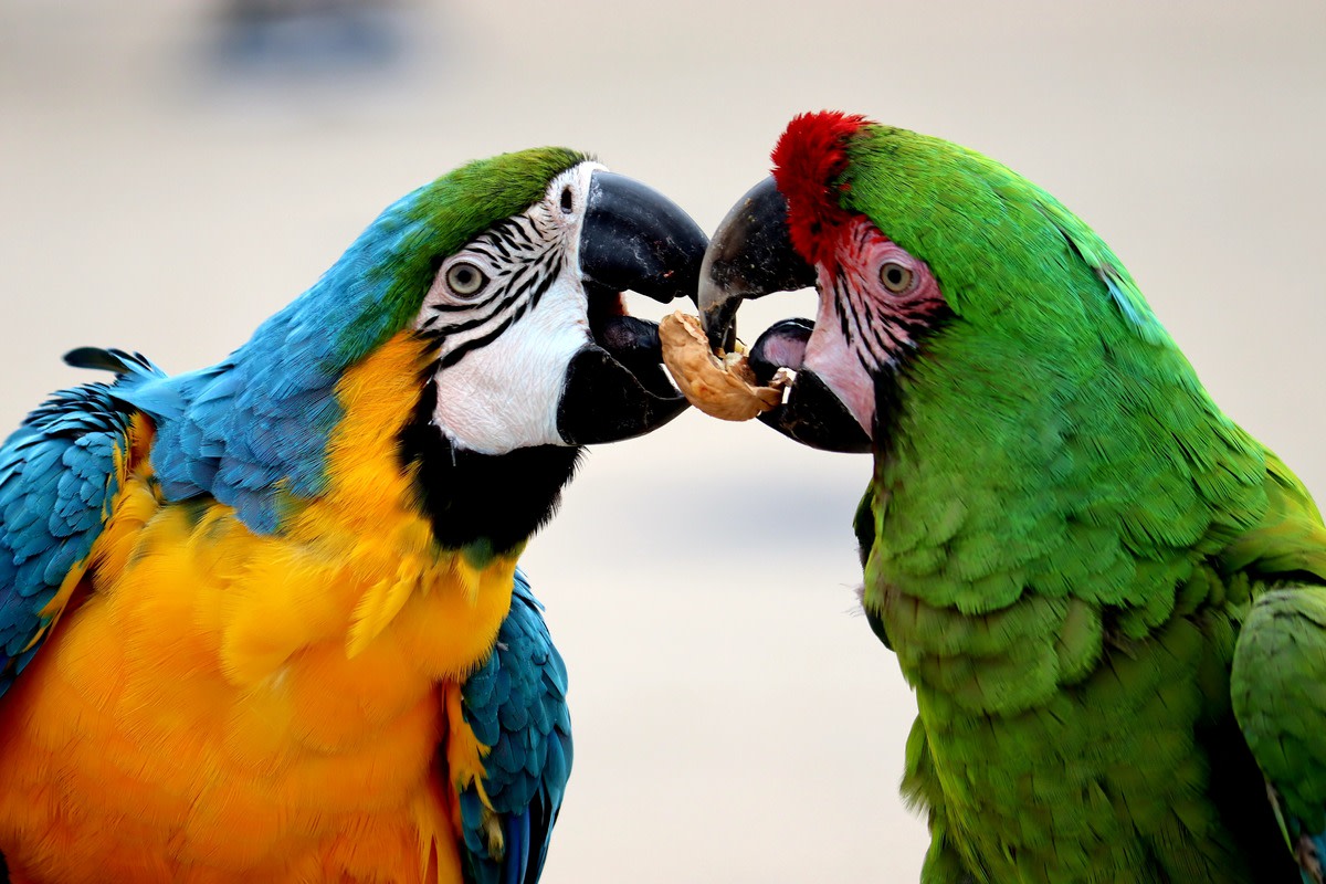 Parrots are the pets. Собака и попугай. Яркий окрас разных животных. Фото попугая с ярким окрасом. Паррот.