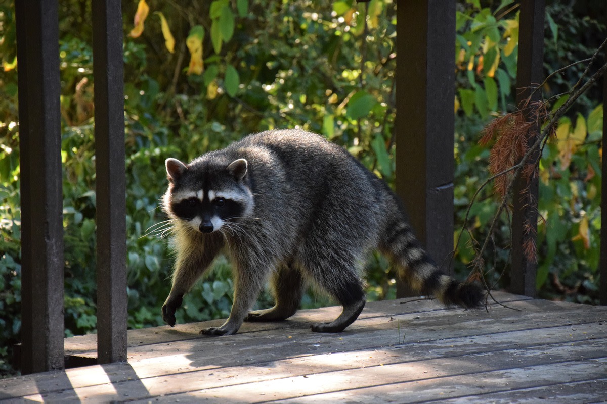 Fur Mom Runs Through the Hilarious Highs and Lows of Having a Pet ...