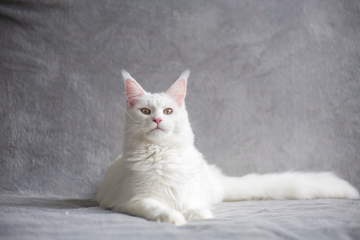 Maine Coon Kitten's Growth Over One Week Is Downright Remarkable ...