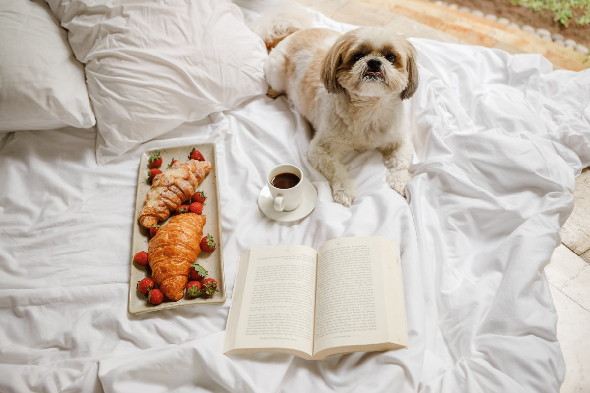 Shih-Tzu lying on a white bed next to coffee, croissants, and a book.