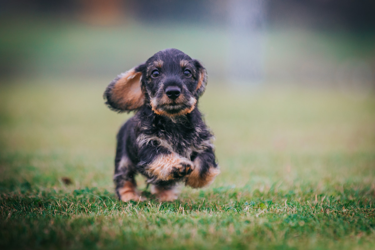 Baby Dachshund Bloopers Have Everybody Laughing Out Loud Parade Pets