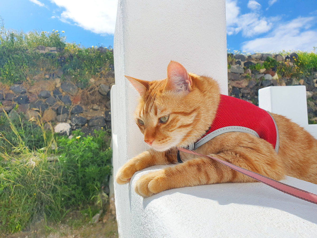 Orange best sale cat harness