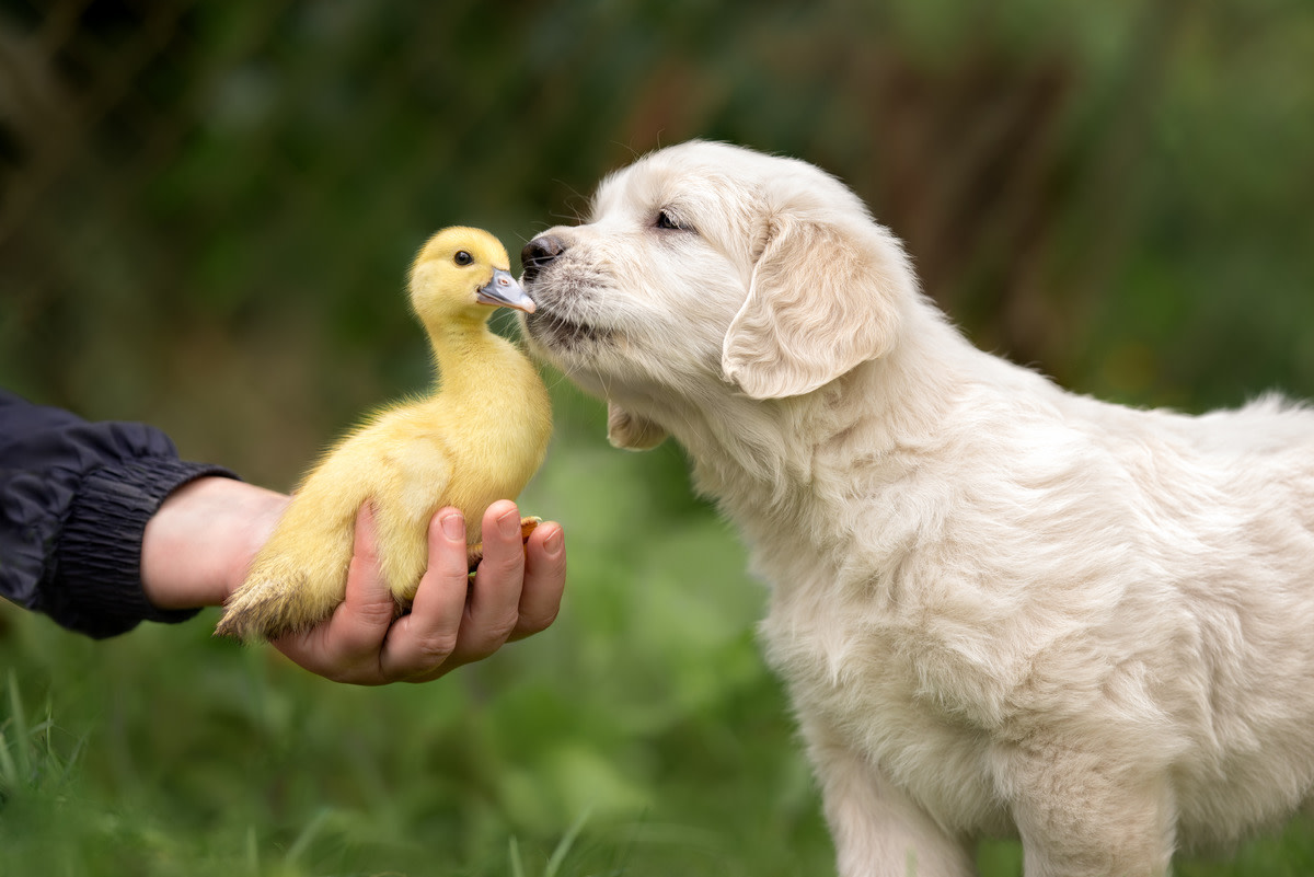 Golden retriever and store duck