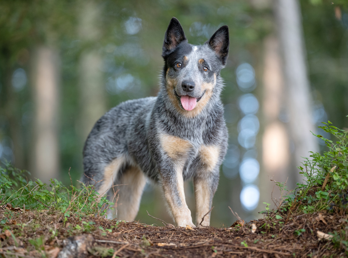 Australian cattle dog