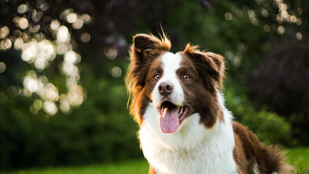 The Most Famous Farm Dog: Lassie - Modern Farmer