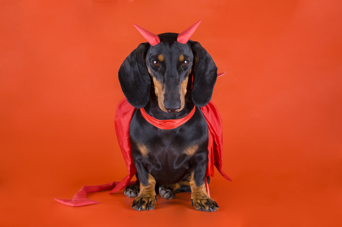Dachshund Family All Dressed Up for Halloween Is a Sight to Behold