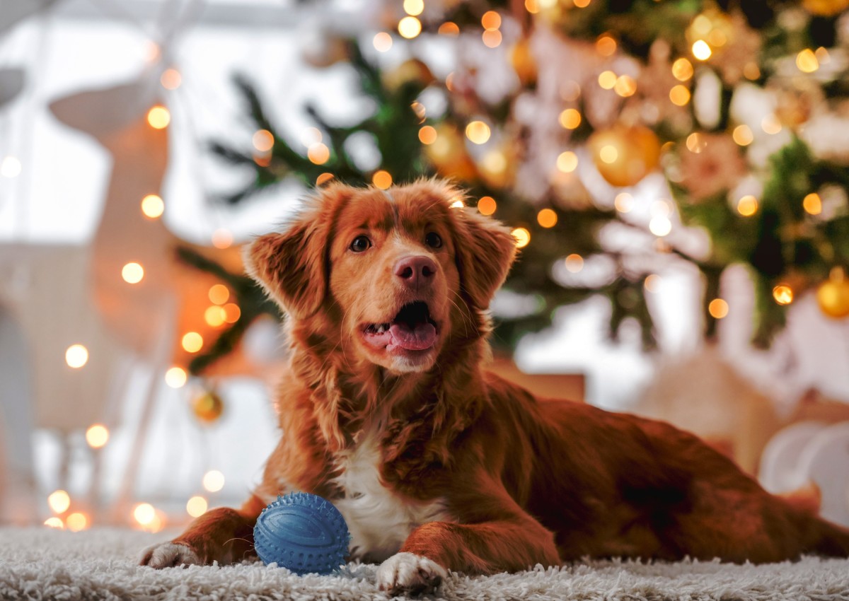 Costco Just Released Christmas Advent Calendar for Dogs and Pet Parents