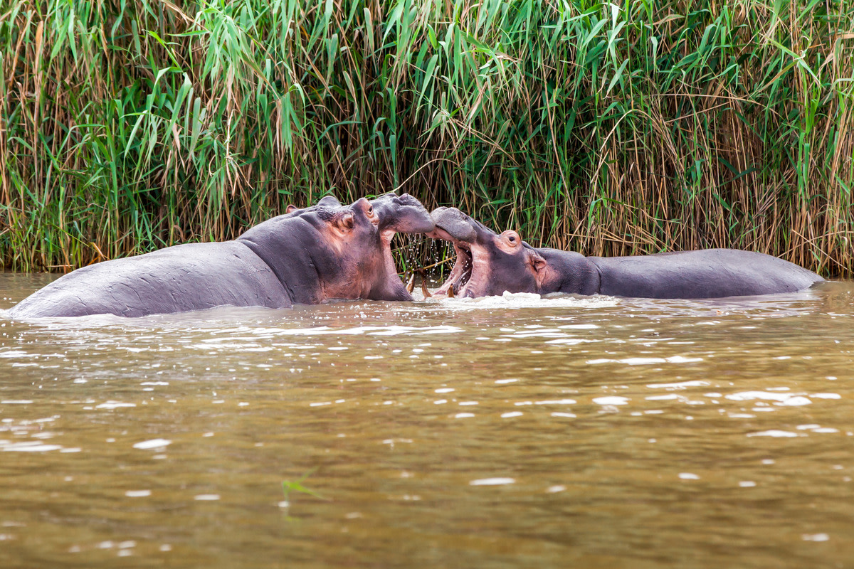 Cincinnati Zoo Shows How Famous Fiona The Hippo Is The Best Big Sister