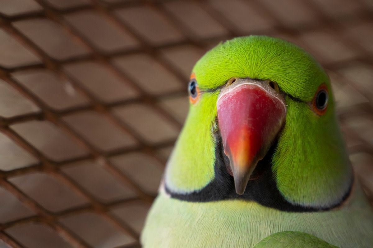 green indian ringneck parakeet