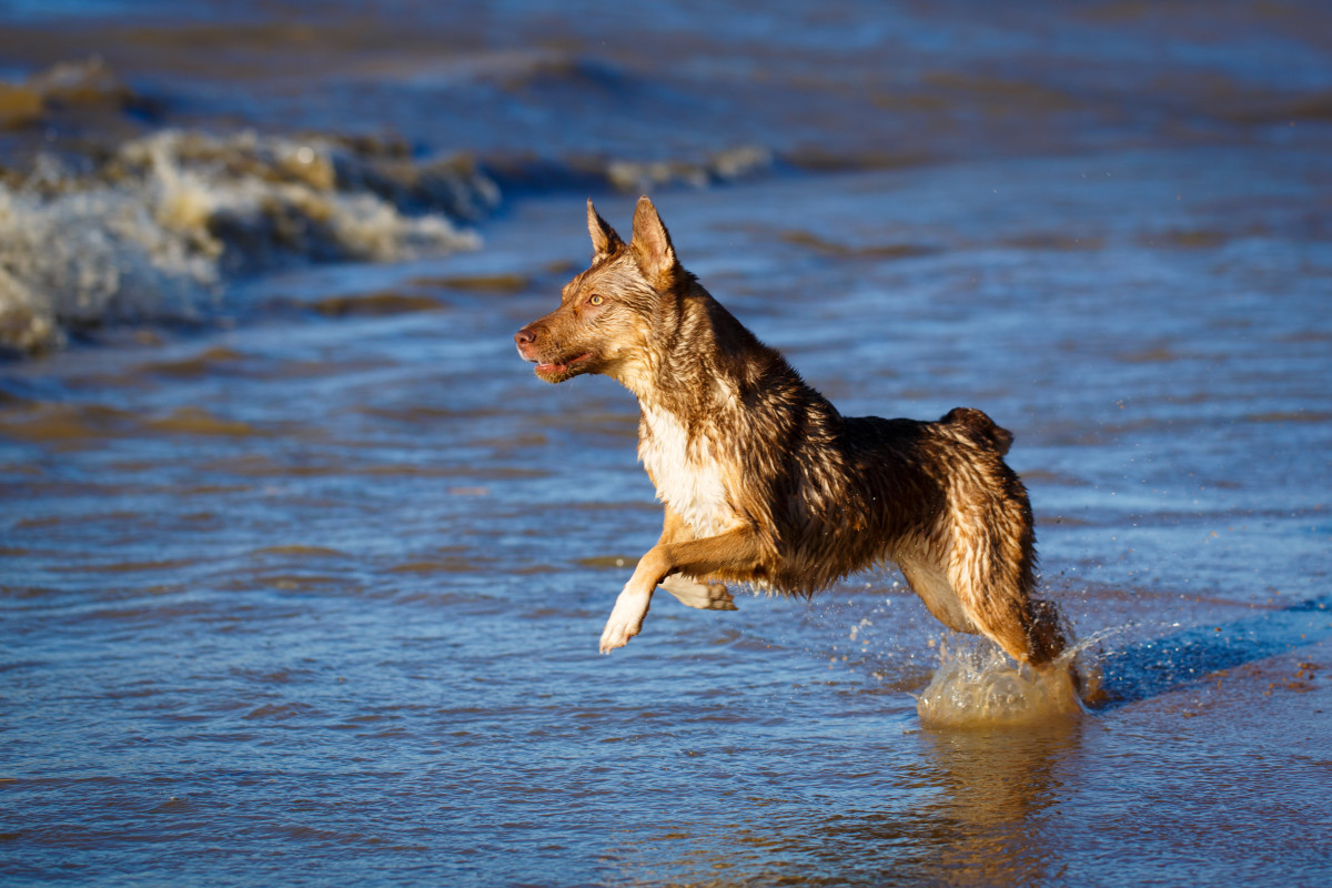 Dog Picks up Unusual Scent at the Beach and It Reveals Something Truly