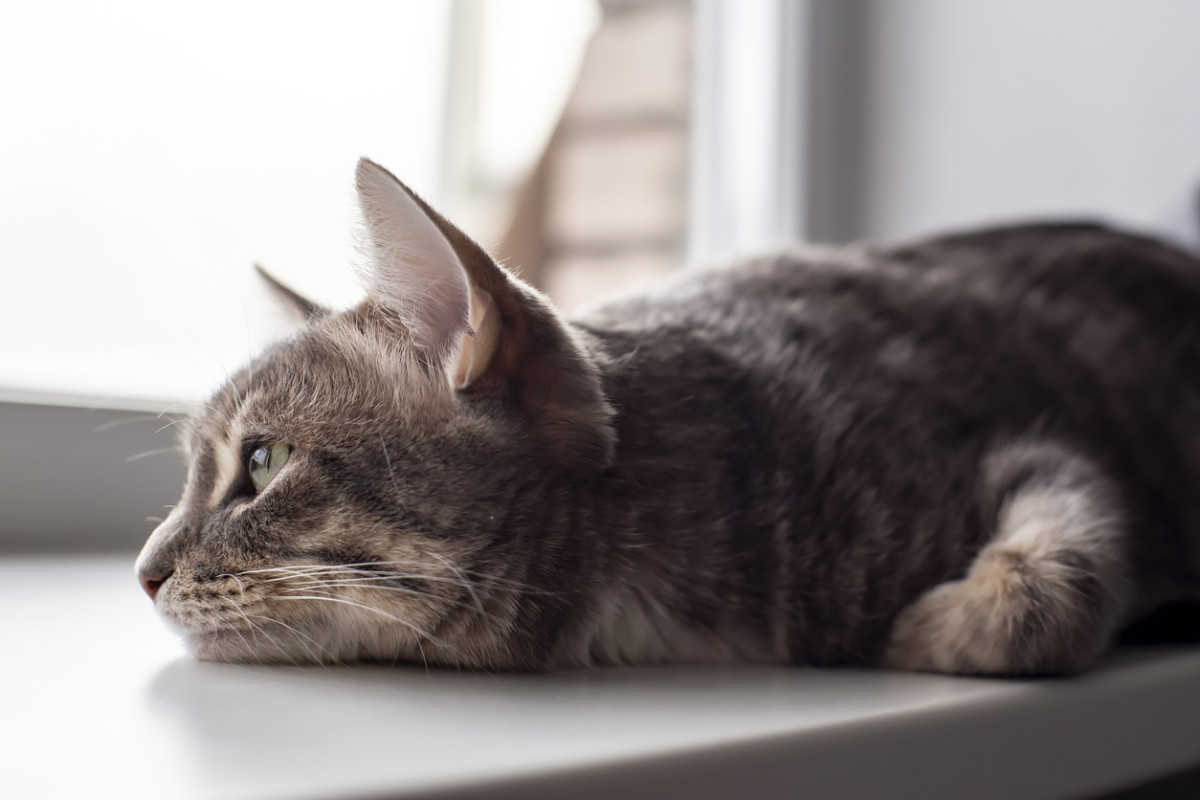 Is My Cat Depressed? Veterinarians Share 8 Signs To Look For - Parade Pets