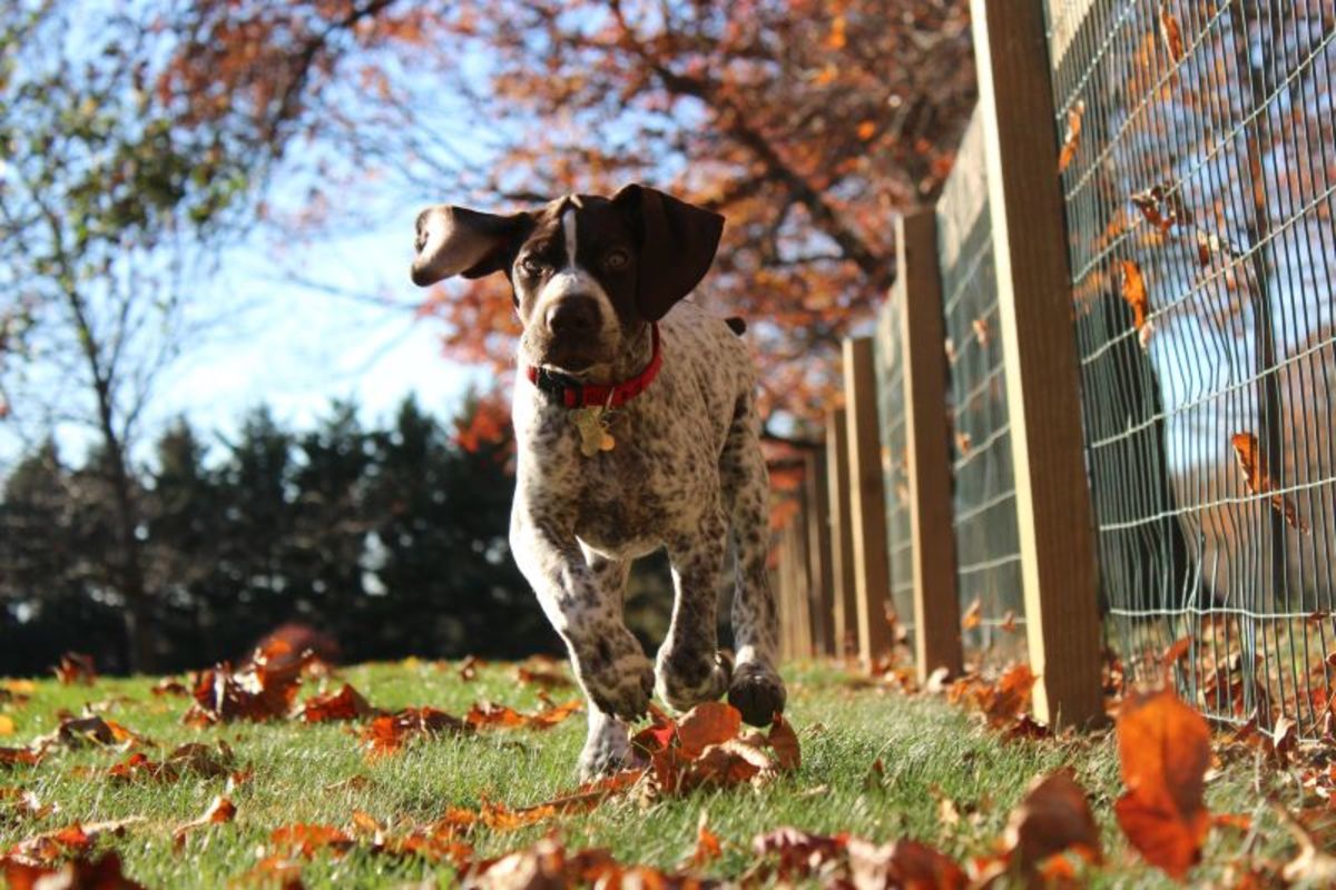 13 Best Dogs for Runners, According to a Trainer Parade Pets