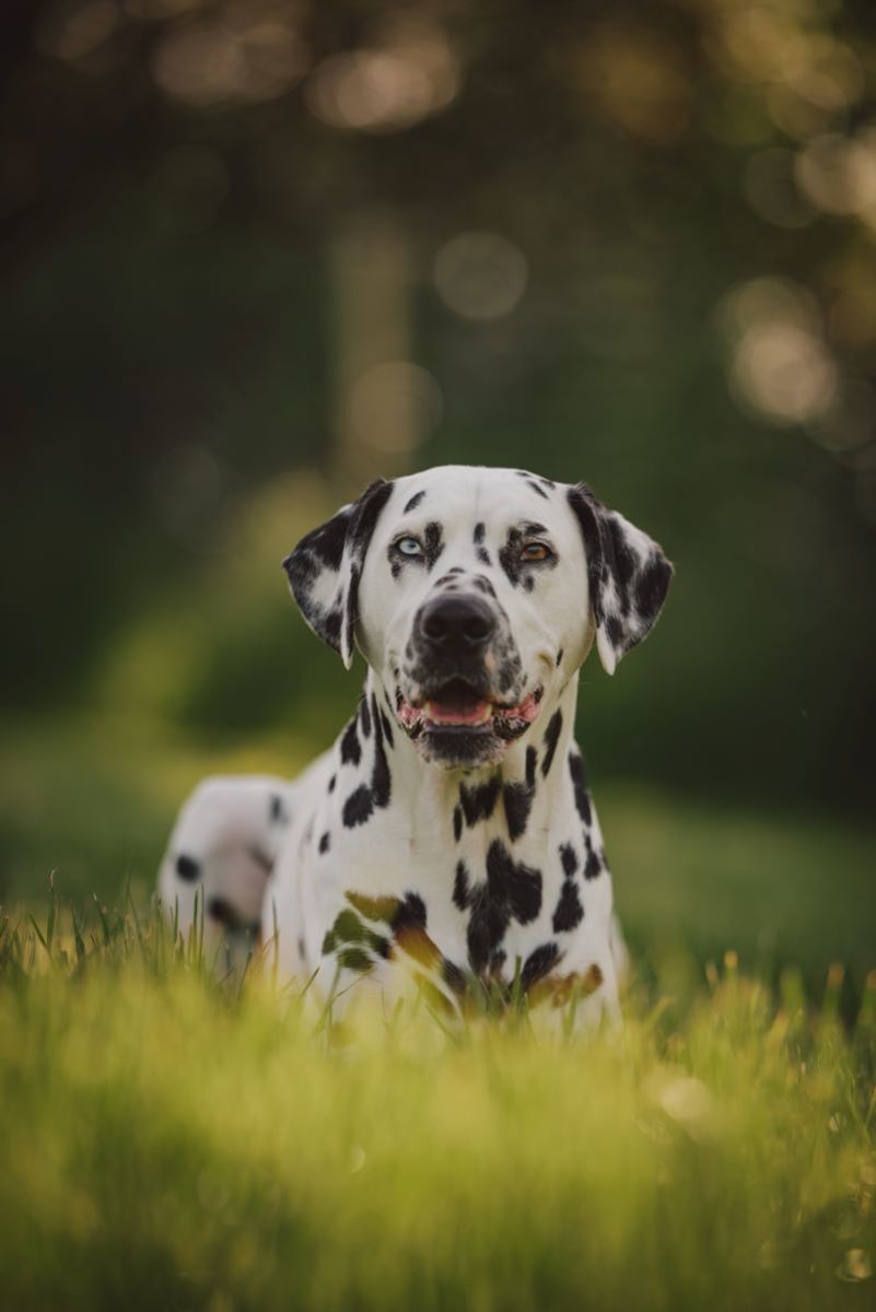 13 Best Dogs for Runners, According to a Trainer - Parade Pets