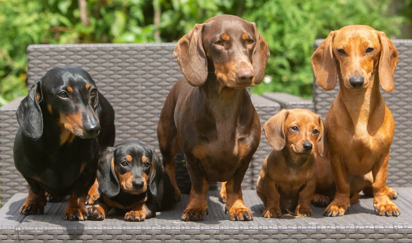 Dachshunds in England Go to a 'Sausage Dog Meetup' and It's Even Better
