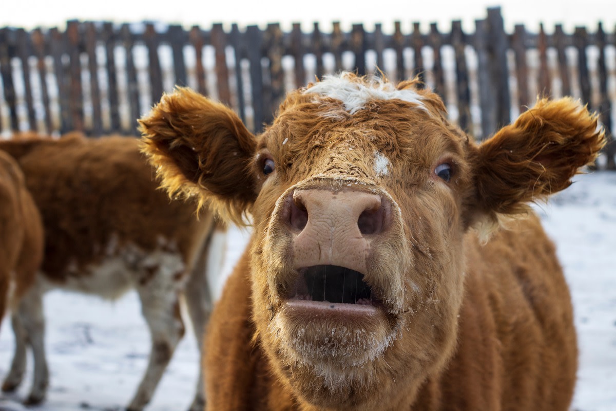 Mini Cow's Reaction to Her Very First Toy Is a Memory to Treasure