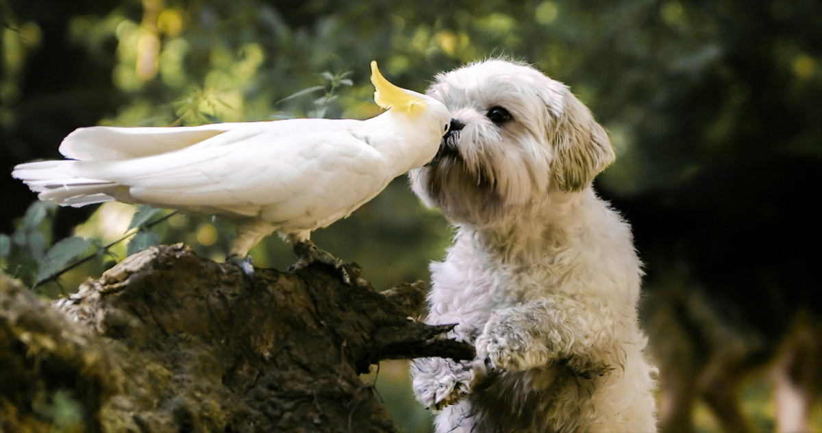 Cockatoo’s Reaction to ‘Her Dog’ Coming Home Is Too Cute Parade Pets